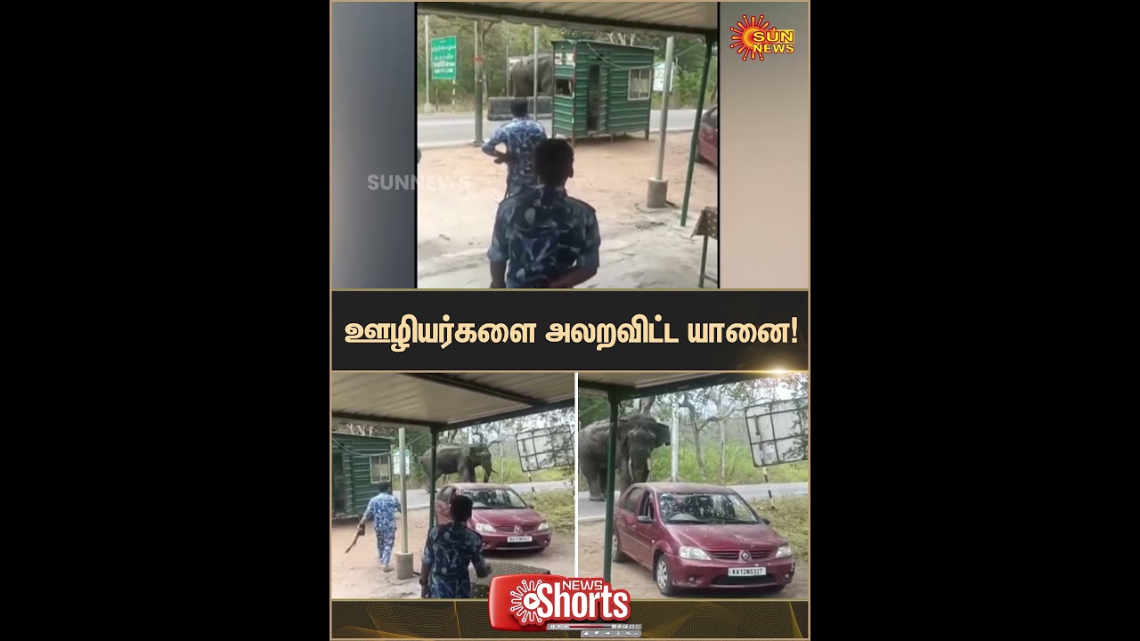Elephant terrifies employees | Shocking Video | Sun News