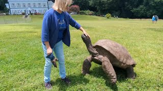 Meet Jonathan the tortoise, the world's oldest land animal