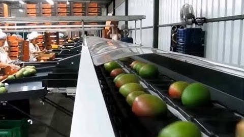 Greefa - CombiSort trabajando mango.