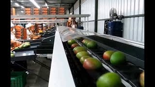 Greefa - CombiSort trabajando mango.