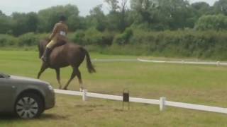 Pagestown Harmony Performance Irish Draught Flatwork