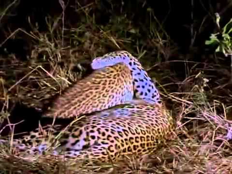 A LEOPARD STORY 4of 5 (1995)