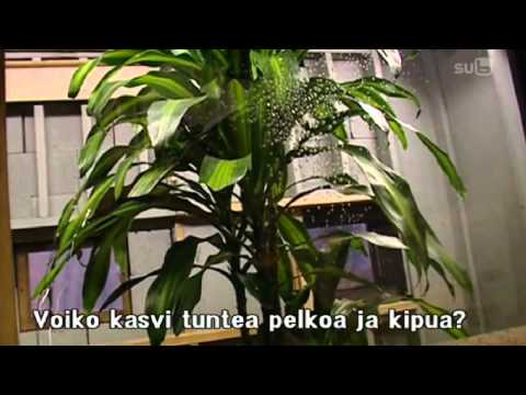 Mythbusters - Plants have feelings (primary percep...