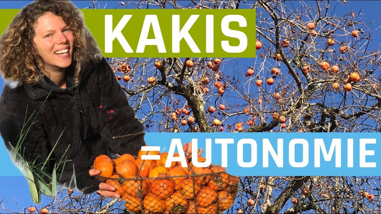 Des kakis pour tous les terrains (Diospyros kaki)