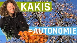 Des kakis pour tous les terrains (Diospyros kaki)