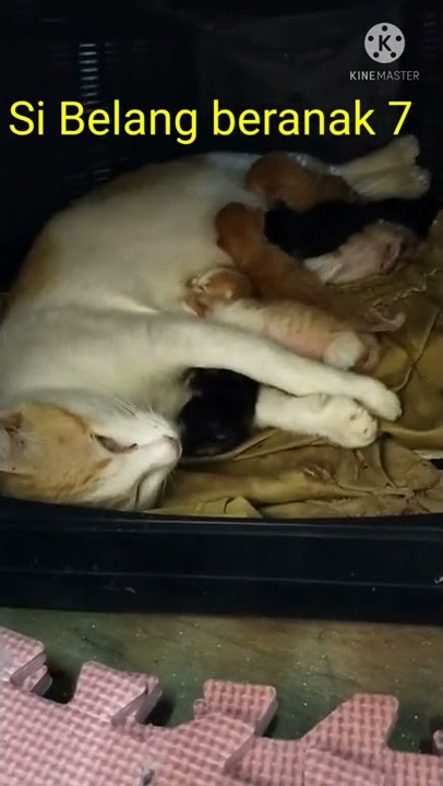si Belang beranak 7