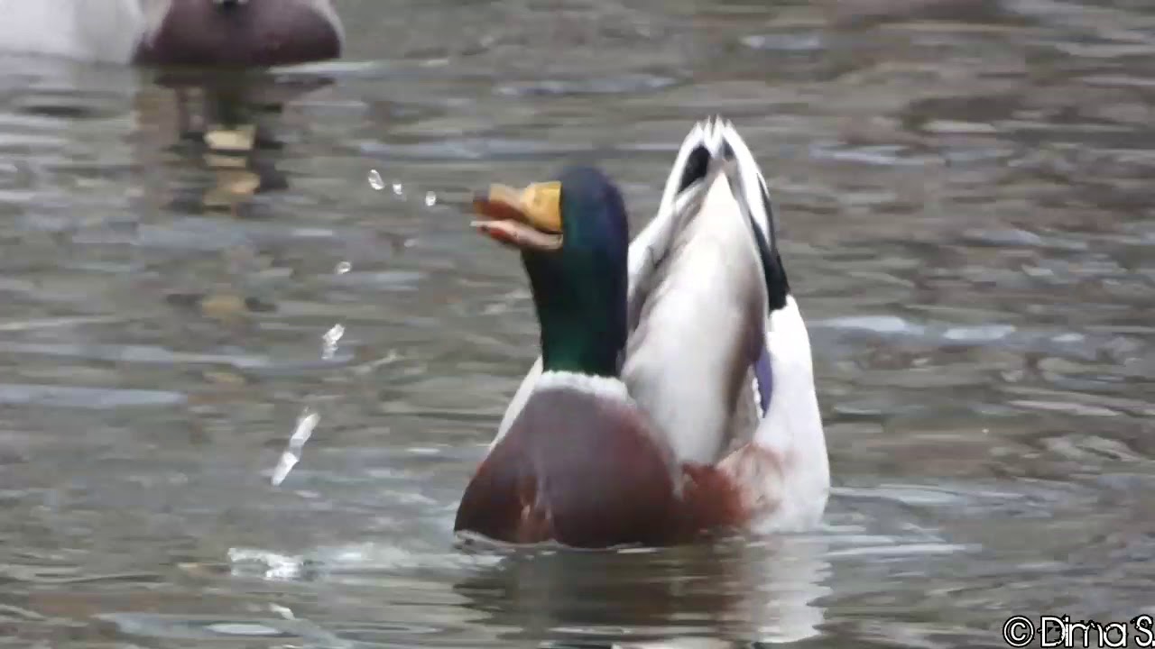 Mallard Duck drake courtship / Stockente Erpel am balzen - YouTube