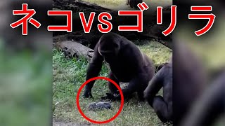 猫を投げるゴリラ【ねこvsゴリラ】