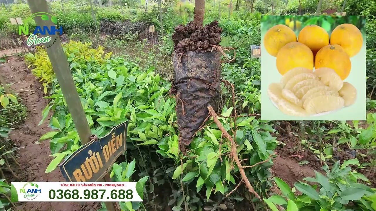 Cung Cấp Sỉ Lẻ Cây Giống Bưởi Diễn: Cam Kết Chuẩn Giống, Bao Sống 100%