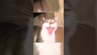 gato riendo fuerte #memes #xd #ytph #funny #shorts