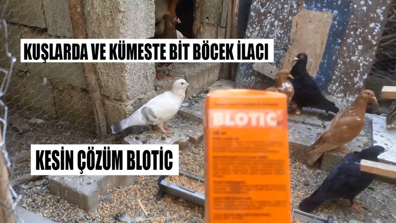 KUŞLARDA VE KÜMESTE BİT İLACI KULLANIMI