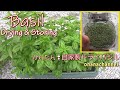 簡単‼自家製ドライバジルの作り方♪Basil from Seeds 【Drying & Storing】
