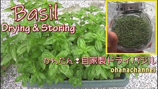 簡単‼自家製ドライバジルの作り方♪Basil from Seeds 【Drying & Storing】