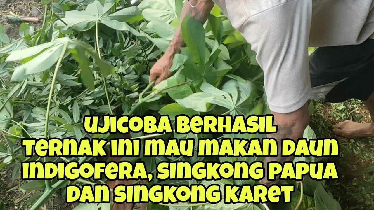 Ujicoba kami berhasil, ternak ini juga doyan daun indigofera, telo papua dan singkong karet lho