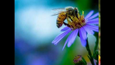 سورة الطلاق _ بصوت القارئ الشيخ رعد محمد الكردى