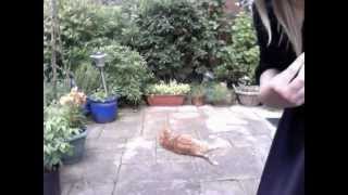 Ootd Aa Inspired Floral Sweat & Disco Pants Ft My Furry Friend