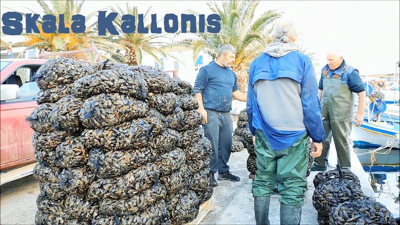 Preparing Mussels For Export | Skala Kallonis, Lesvos, Greece To Italy | Seafood Treasures of Lesvos