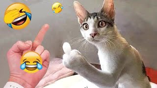 Try Not To Laugh Cats And Dogs Videos 😁 - Best Funniest Animals Video 2024