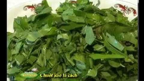 [Đặc sản miền sông nước - THĐT] - Lạ miệng với thịt chuột  xào lá cách