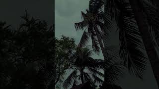 🌩️ Nature's Power Unleashed | Stormy Day Cinematic Shorts