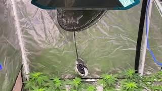 Grown under SunPlix 315W CMH grow light
