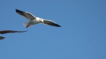 Mid-air collision avoidance system by Nature