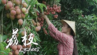 「One Fruit for A Table」 Lychees grown alongside the banks of Salween River