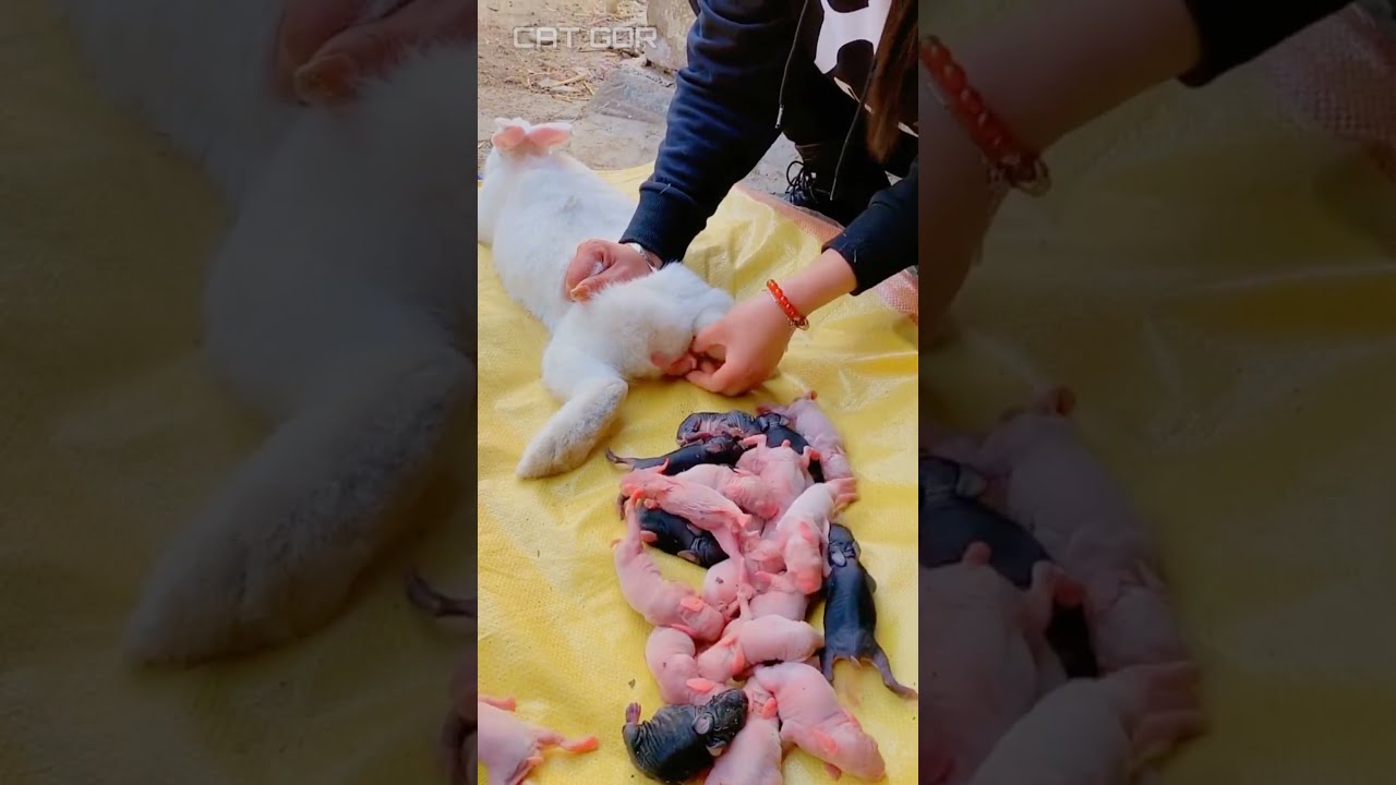 Rabbit Giving Birth 100 Babies Rabbits Shorts Viral Cute Bunny Funny Animals