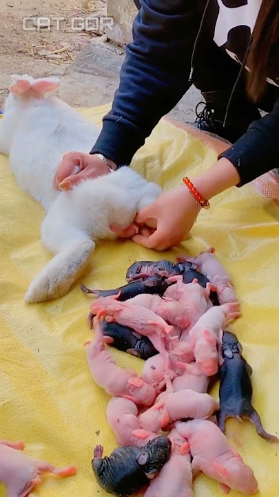 rabbit giving birth 100 babies😳#rabbit #rabbits #shorts #viral #cute #bunny funny animals