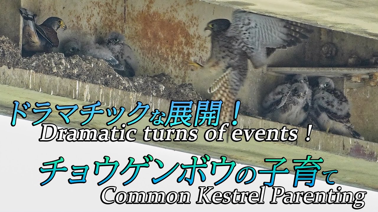 【ドラマチックな展開】チョウゲンボウの子育て Dramatic turns of events ! Common Kestrel Parenting.