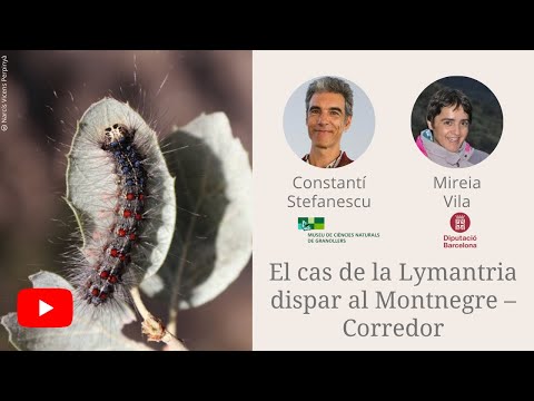 Vídeo: Papallona d'urticària comuna i inusual