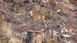 G.I. Guide Service (Daniels first blacktail buck)