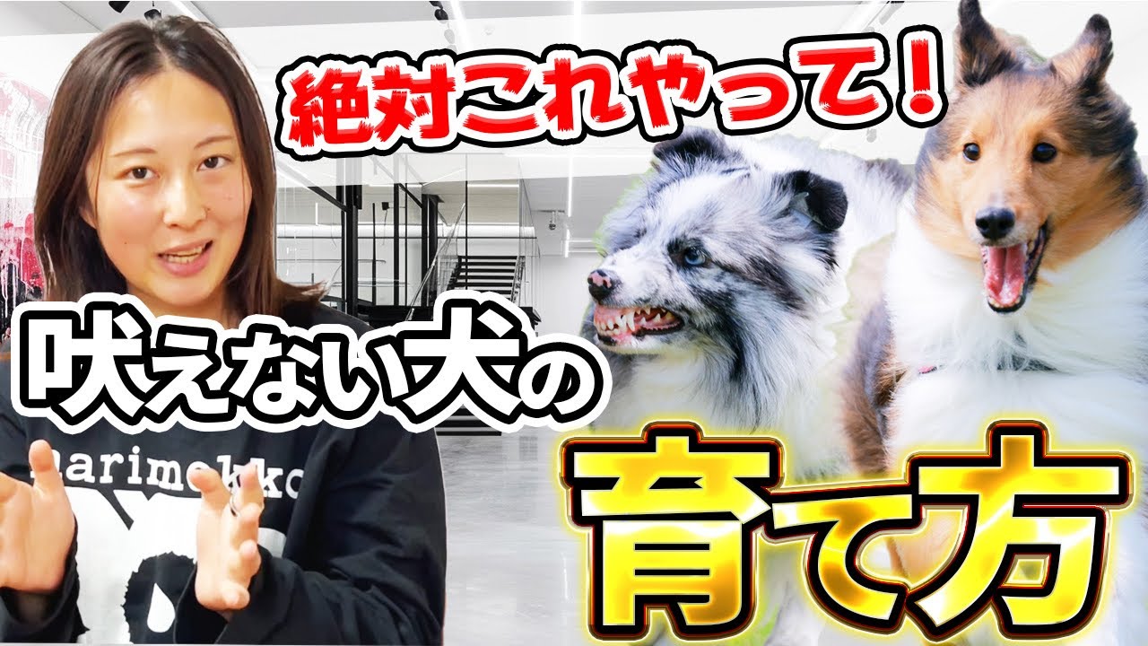 【実践】後悔させません！“吠えない犬の育て方”絶対これやって