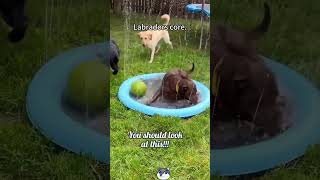 Funny Animal Compilation #foryou #shorts