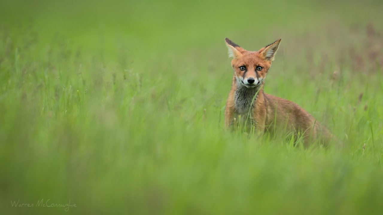 Male Fox out hunting rabbits - YouTube