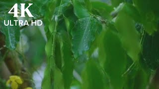 2 Hour Rain On Leaves  | Deep Sleep &amp; Relaxation Rain Sound | No Ads | ASMR 