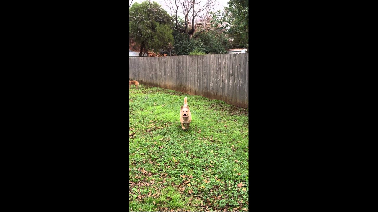 Australian Cattle Dog Jumps Fence in Stride YouTube