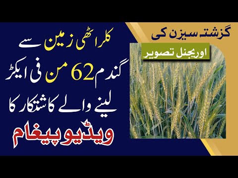 Wheat Farming Pakistan 62 Mann Per Acre Yield - کلراٹھی زمین پر گندم کی پیداوار