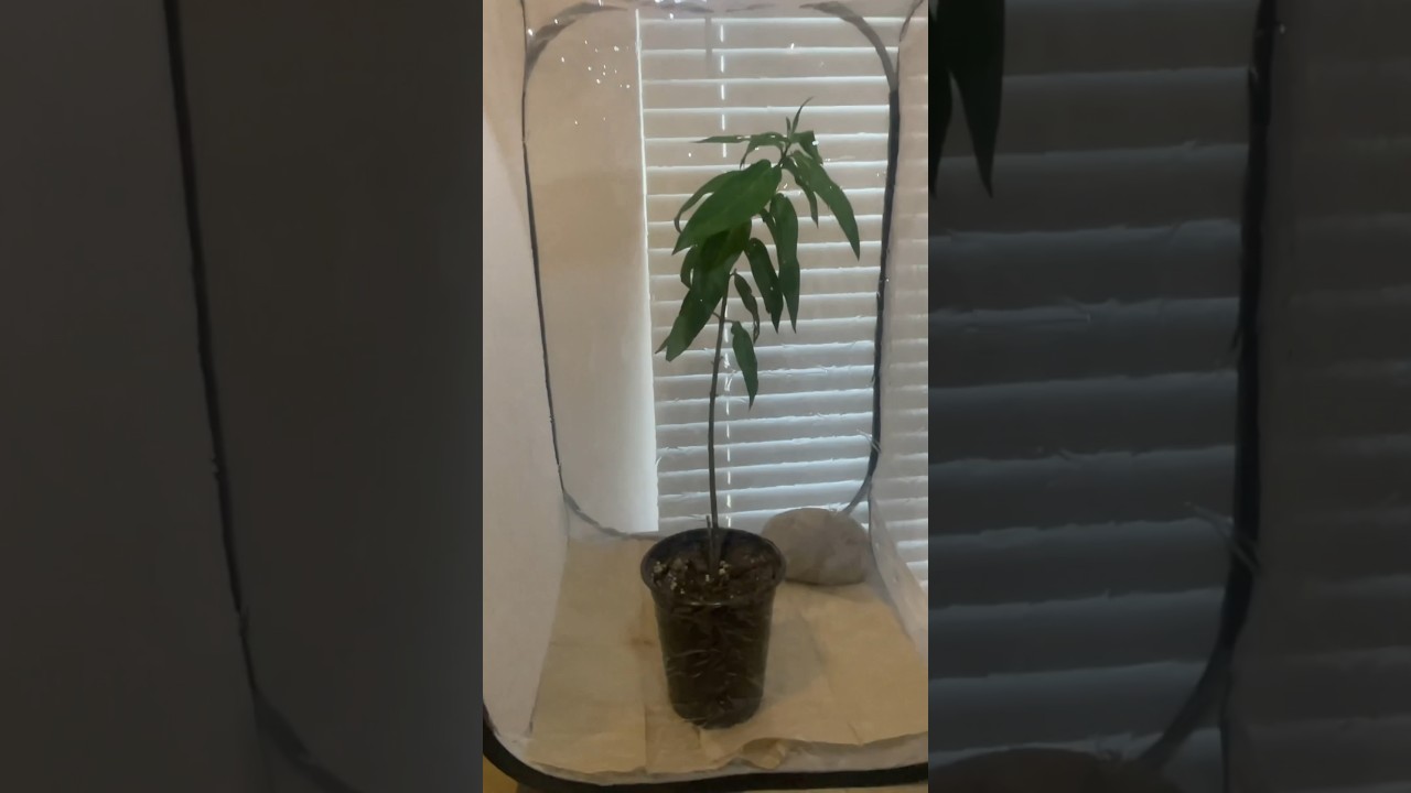 New Butterfly Habitat: Adding Milkweed Plant and Monarchs to it Today