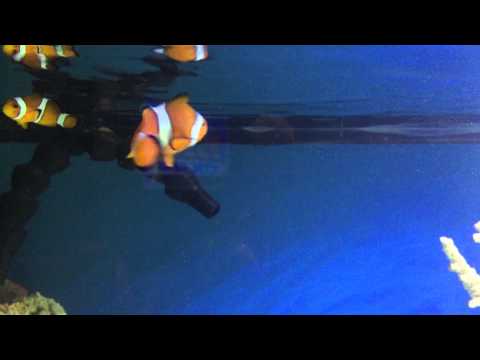 Re-creating the cast of finding Nemo! Who should I get next?