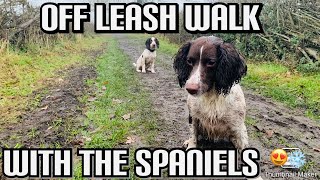 4 month old Spaniel Winston off lead walk.