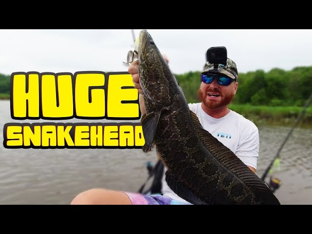 Snakehead Fish in Virginia 