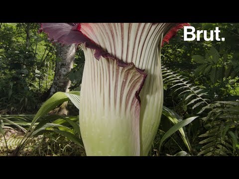 Vidéo: Est-ce que les fleurs des cadavres puent ?