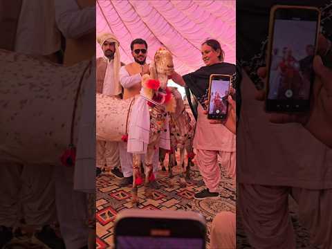 Bakra show Mela Hassan 2026 Sabir Khan