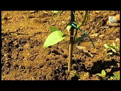 Video: Zaščita bučk pred škodljivci in zmrzaljo - Kako zaščititi rastline bučk