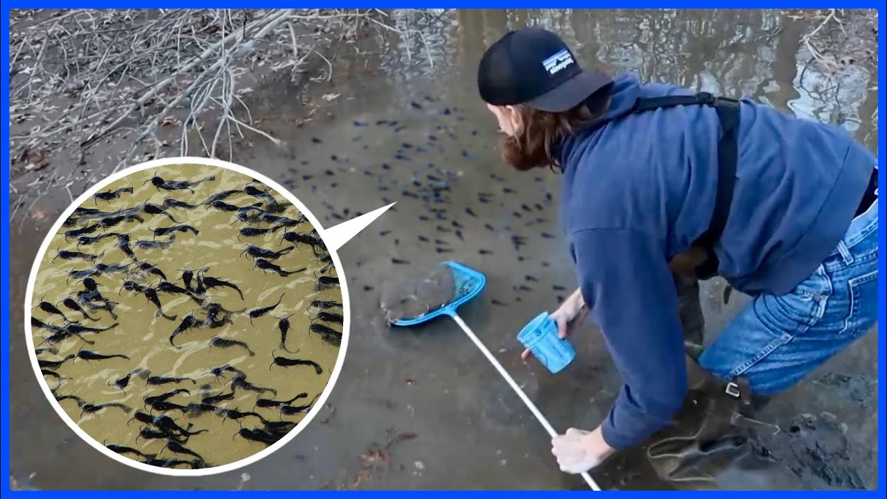 Saving HUNDREDS of Baby Catfish From Dried-Up Pond!
