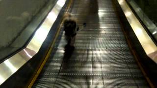 Walkalator Dog Fail