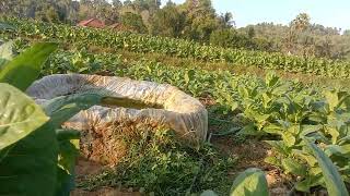 Lahan Tembakau Petani - Kalau Seperti Ini Bakalan Kaya nech