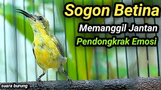 SOGON TROTOL GACOR DOR LANGSUNG EMOSI NEMBAK FULL ISIAN DENGAR SOGON BETINA GACOR INI