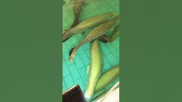 tìm hiểu cá hải tượng long